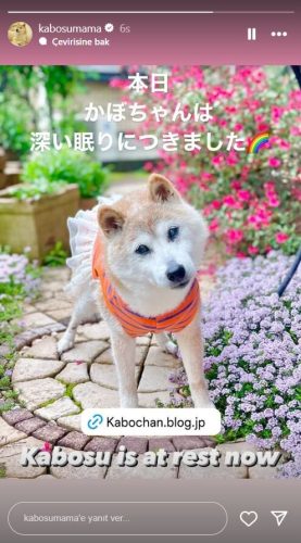 dogecoin-kabosu-oldu