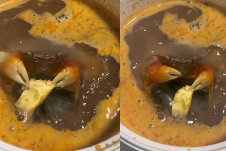 piserken-ekmek-yiyen-yengec