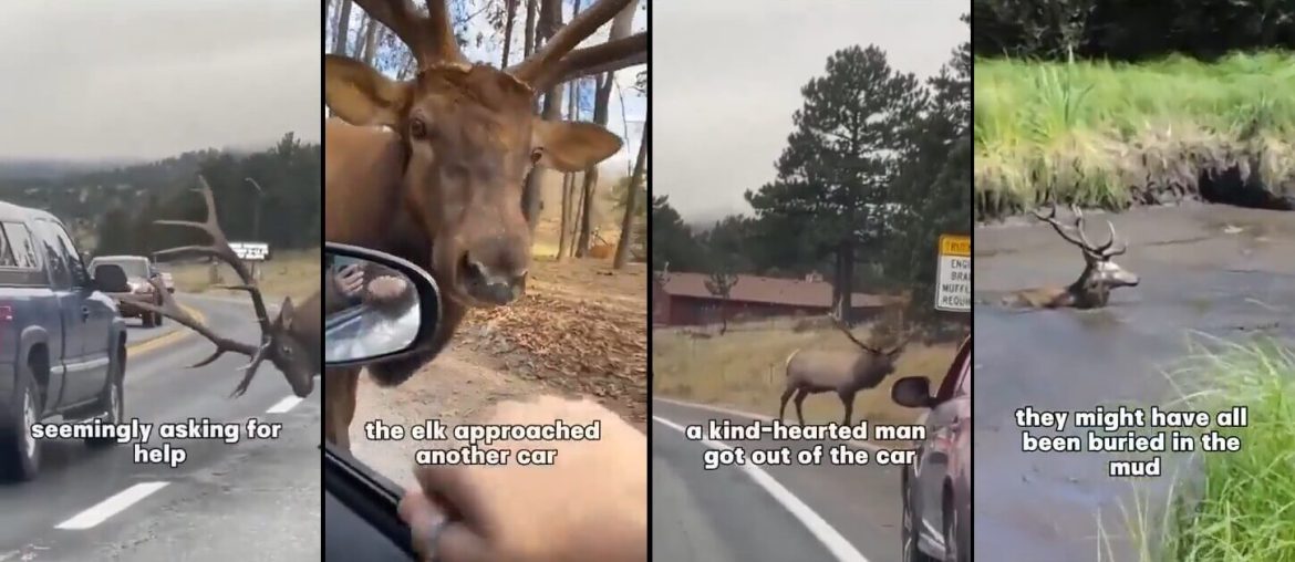 yardim-isteyen-geyik-kurgusu