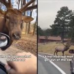 "Bataklığa Saplanan Arkadaşlarını Kurtarmak İçin Yardım İsteyen Geyik" KURGUSU yardim-isteyen-geyik-kurgusu