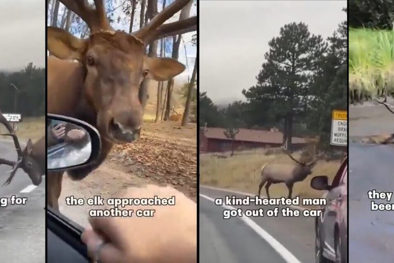 yardim-isteyen-geyik-kurgusu