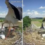 Anne Kuşun Yavrusunu Yuvadan Atarak Öldürdüğü Video yavrusunu-yuvadan-atan-anne-kus