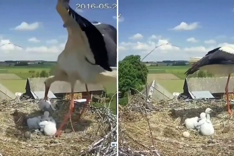 yavrusunu-yuvadan-atan-anne-kus