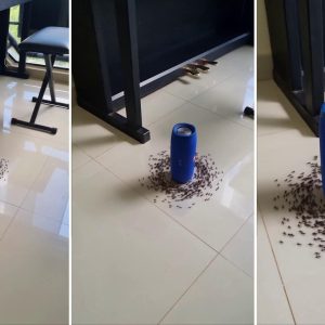 karinca-olum-spirali