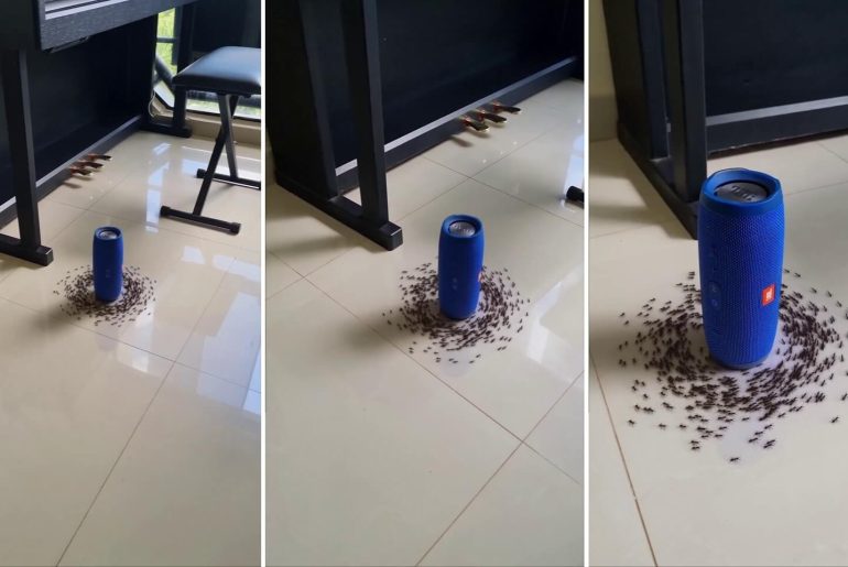 karinca-olum-spirali