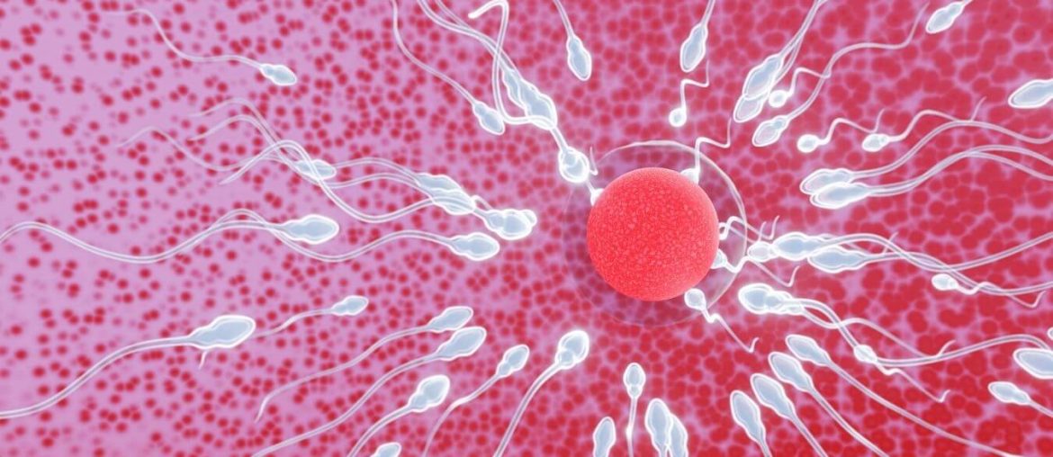 sperm-yumurta