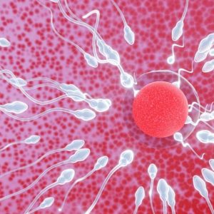sperm-yumurta