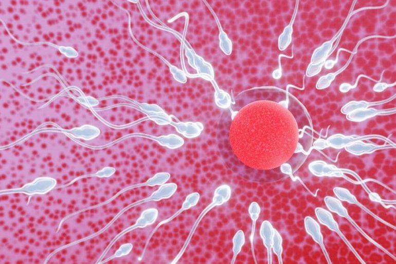 sperm-yumurta