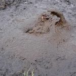 Bataklıktan Nasıl Kurtulacağını Anlatırken Boğulan Kişiye Ait Sanılan Video bataklikta-bogulma