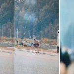 zombi-geyik-train-to-busan