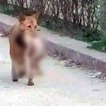 "Bebek Cesedini Yiyen Köpek" Fotoğrafının Gazze'de Kaydedildiği İddiası bebek-cesedi-kopek