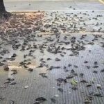 5G İstasyonunun Yaydığı Radyasyonla İlişkilendirilen Toplu Kuş Ölümü Görüntüleri kus-olum