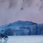 sahnede-kurt-saldirisi