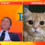 Canlı Yayına Yanlışlıkla Çıktığı Sanılan Kedi canli-yayina-cikan-kedi