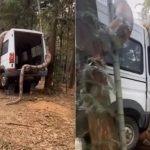 Dev Anakondanın Minibüsün Etrafını Sardığı Sanılan Görüntü dev-yilan-araba