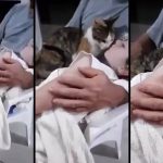 Kedinin Gazze'de İsrail Saldırısında Hayatını Kaybeden Çocuğa Veda Ettiği Ana Ait Olduğu İddiasıyla Paylaşılan Video kedi-olen-sahibine-veda