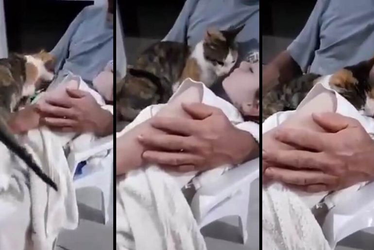 kedi-olen-sahibine-veda