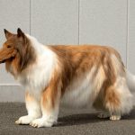 kendini-kopege-donusturen-adam