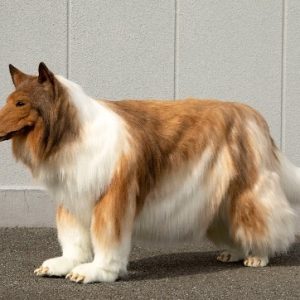 kendini-kopege-donusturen-adam