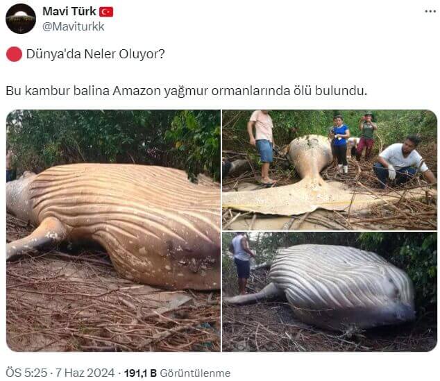 amazonda-balina