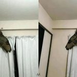 Bir Eve Giren Dev Kelebeğe Ait Sanılan Fotomontaj eve-giren-dev-kelebek-montaj