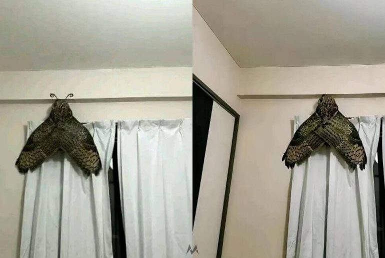 eve-giren-dev-kelebek-montaj