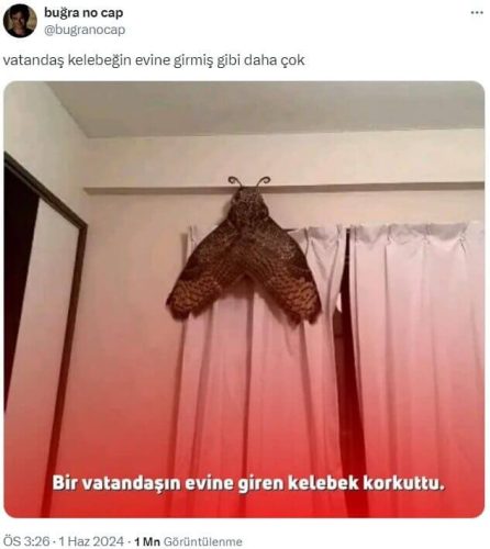 eve-giren-kelebek-korkuttu