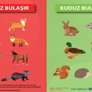 kuduz-bulasan-hayvanlar