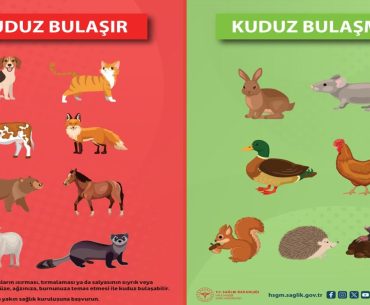 kuduz-bulasan-hayvanlar