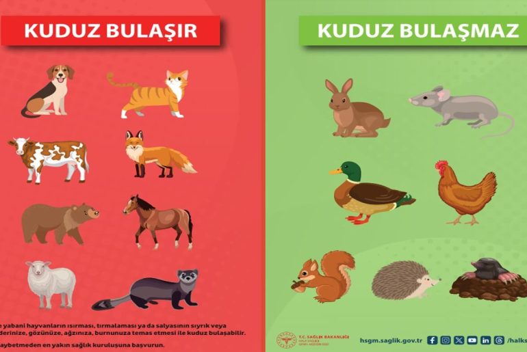 kuduz-bulasan-hayvanlar