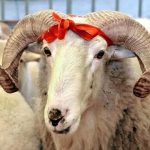 Bir Kurban Bayramı Klasiği: “İspanyol Boğa Şişleyince Spor. Danimarka, Balina Avlayınca Ticaret. Çinli, Köpek Katledince Festival. Müslüman, Kurban Kesince Katliam" Sözü kurbanlik