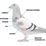 Parodi Komplo Teorisi: "Kuşlar Gerçek Değildir" robot-guvercin