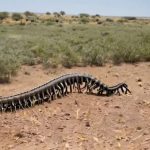 Avustralya'da Bulunan Devasa Kırkayağa Ait Sanılan Video arthropleura-yapay-zeka