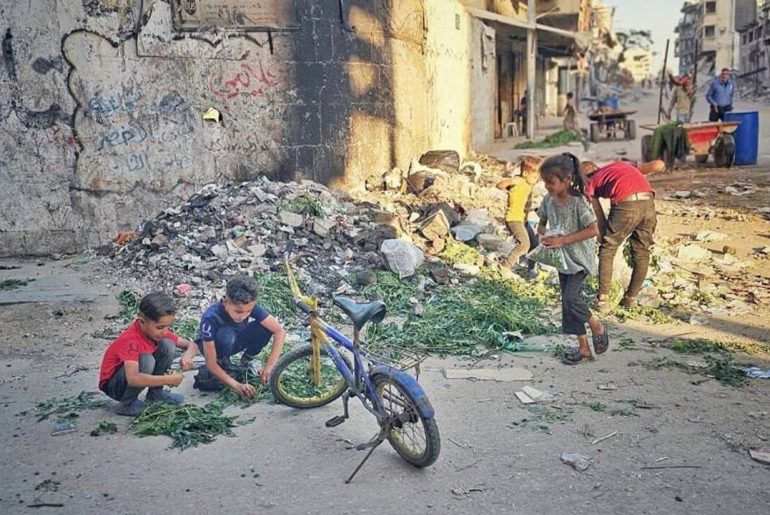 gazze-agac-yapragi-topluyor