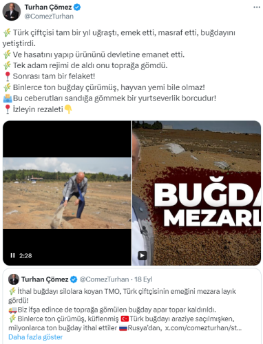 turhan comez bugday