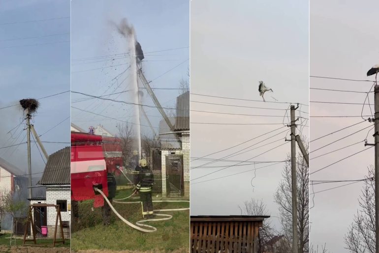 yuvasi-yikilan-leylek