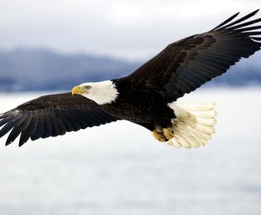kartal