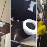 Umreye Giden Bir Arap Kafilesini Taşıyan Uçağın İçinin Görüntülendiği İddiasıyla Paylaşılan Video kirli ucak