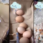 yapay-yumurta-uretimi-sanilan