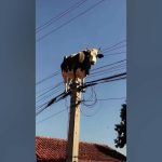 Yapay Zekâ Aracıyla Hazırlanan "Elektrik Direğine Çıkan İnek" Videosu direge-cikan-inek