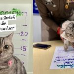 Tayland'da Polis Memurlarına Saldıran Kedinin Tutuklandığı ve Pati İzlerinin Alındığı İddiası tutuklanan-kedi