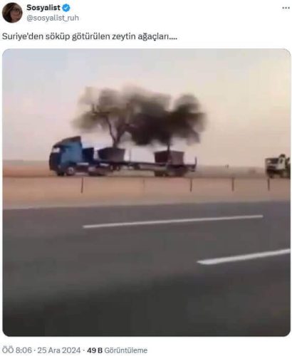 sokulup-goturulen-zeytin-agaci
