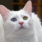 Kayseri'de Bir Vatandaşın Sokaktan Topladığı Kedilere Lens Takıp "Van Kedisi" Diye Sattığı İddiası van kedisi