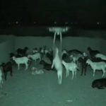 Drone İle Keçi Kaçırıldığı İddiasıyla Paylaşılan Görüntü drone-ile-kacirilan
