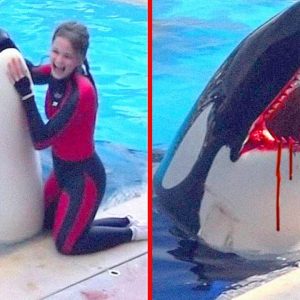 katil-balina-saldirisi