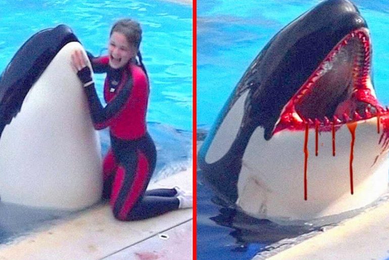 katil-balina-saldirisi