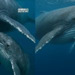 Balinalar Yavrularını Nasıl Emzirir? balina-sutu