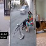 hayvanlarin-insanlari-kurtardigi