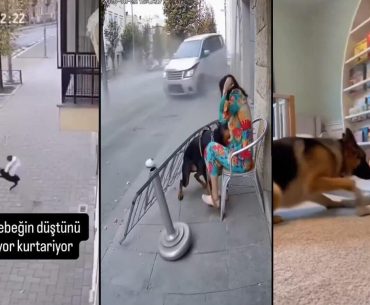 hayvanlarin-insanlari-kurtardigi