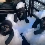 Koyun Kılığında Cezayir'den İspanya'ya Kaçak Yolla Girmeye Çalışanlara Ait Sanılan Görüntü koyun-kiliginda